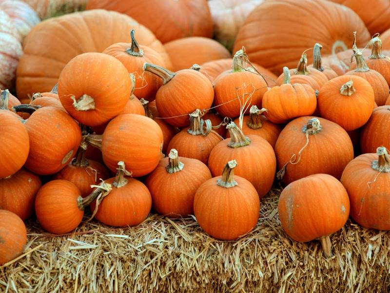 TOP 10 Vegan Pumpkin Dessert | pumpkins