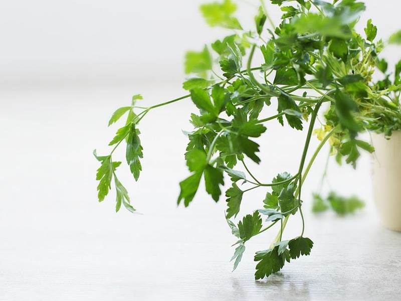 Best Herbs to Grow Indoors | celantra